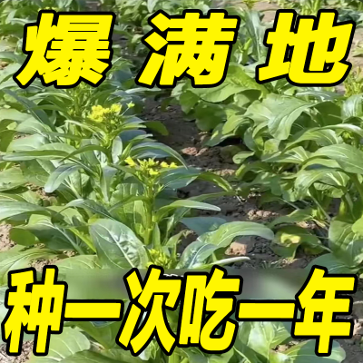 【爆满地】四季菜心种子盆栽四九甜菜心种子耐热青菜籽蔬菜种