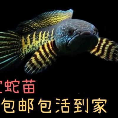 精品黄金眼睛蛇雷龙鱼 淡水鱼 观赏鱼雷龙鱼苗大型雷龙鱼特大号