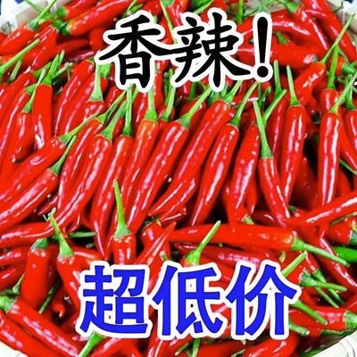 新鲜现货云南大理超辣小米椒特辣王红米椒小米辣散装批发包邮