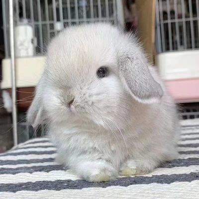 小兔子活体长不大垂耳兔迷你熊猫小型侏儒兔茶杯兔宠物可爱小白兔