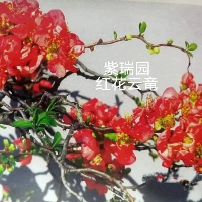 紫瑞园 红花云竜海棠 原生正品珍稀 进口品种 原盆原土带盆发货