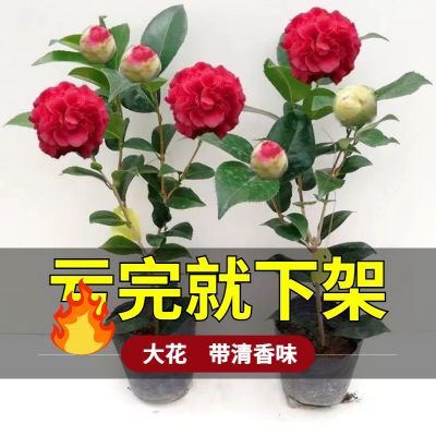 【精选大花】克瑞墨山茶花盆栽 大花牡丹巨花型 山茶花耐寒室内