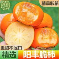 【爆甜】阳丰脆柿子净重4.6斤单果130g以上新鲜水果礼盒巧克力柿