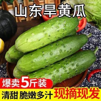 【甄选品质】新鲜现摘东北水果小青黄瓜水果黄瓜生吃当季蔬菜