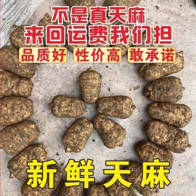 煲汤大补【新鲜天麻】现挖带泥发货冬麻批发价500g包邮特价处理