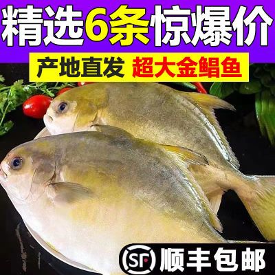 【国产放心购】新鲜金鲳鱼鲜活冷冻特大金昌鱼野生白鲳鱼海鲜水产