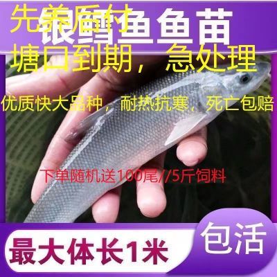 [限时限量]优质淡水银鳕鱼苗淡水鱼苗观赏鱼高档鱼苗大鳞鲃鱼苗