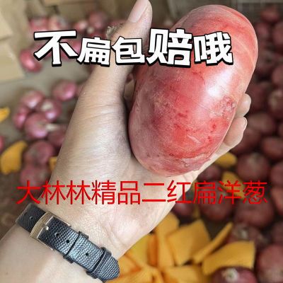 山东二红扁洋葱 脆甜可口水嫩多汁肉厚紫皮水果扁圆葱生吃新鲜