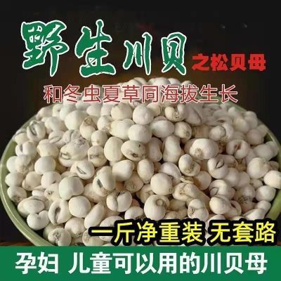 正宗野生特级小川贝母颗粒特级川贝中药材煲汤药用正品精选贝母