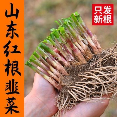 新鲜红根韭菜根大宽叶寿光新韭菜根阳台种菜大面积种菜专用盆