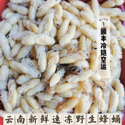 云南特产野生蜂蛹鲜新马蜂葫芦蜂拥幼蜂冷冻油炸烧烤500g顺丰