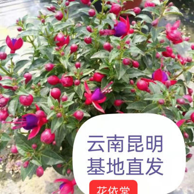 倒挂金钟四季花开灯笼花大盆栽室外阳台花园花开植物(带花苞)