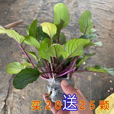四季蔬菜苗种秋季播种耐寒红菜苔苗紫菜苔苗阳台盆栽当天现挖发货