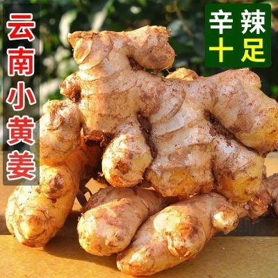 【合作社】云南小黄姜新鲜带土嫩姜新姜基地直供整箱批发辛辣十足