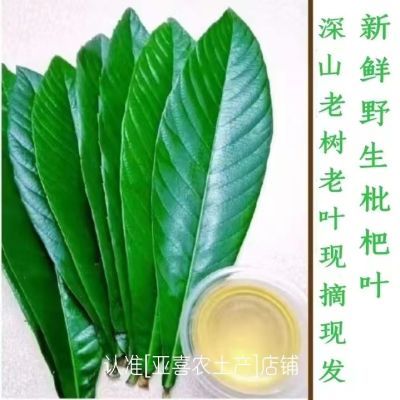 新鲜枇杷叶现摘广东信宜野生枇杷水果叶子茶清热化痰止Ke现摘现发