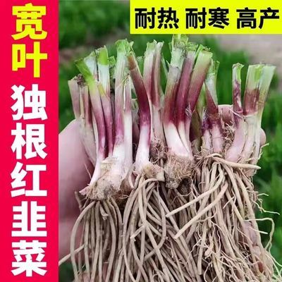 寿光现挖独根红韭菜根当年新苗现挖红根适合阳台庭院种植大宽叶