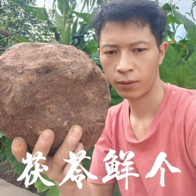 云南维尔康原味白茯苓整个带皮新鲜茯苓正宗一等品特级生茯苓新鲜