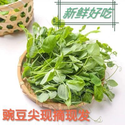 四川豌豆尖新鲜豌豆苗蔬菜火锅配菜农家当季现摘现发蔬菜食用散装