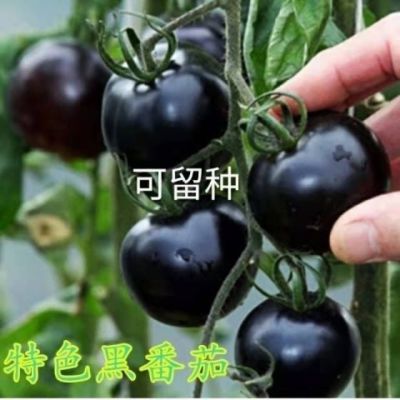 糖水黑番茄黑西红柿四季小番茄耐热耐寒阳台盆栽田园庭院蔬菜