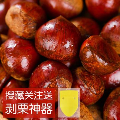 2023新鲜板栗正宗丹东板栗应季水果蔬菜生栗子现摘农家带壳毛栗子