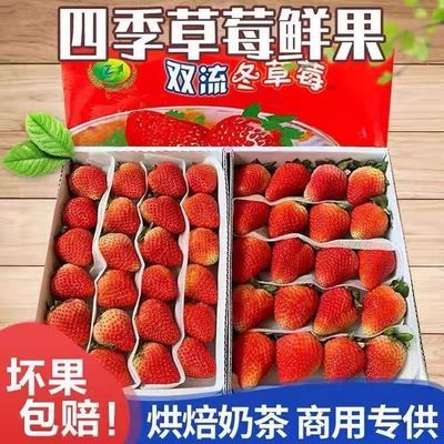 四季草莓新鲜水果烘焙蛋糕茶饮双流草莓时令夏季酸草莓当季水果