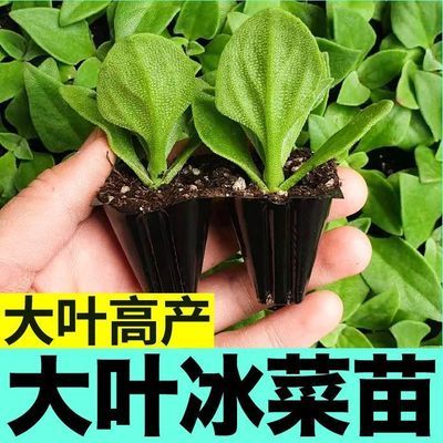 大叶冰菜苗秧种子高产幼苗带土更大冰粒四季蔬菜盆栽阳台春秋冰草