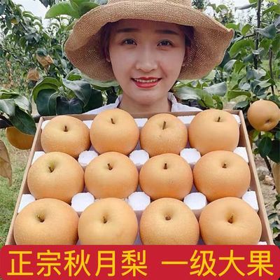 山东莱阳秋月梨一整箱大果当季新鲜梨包邮正宗秋月梨大果酥脆多汁优惠商品图片