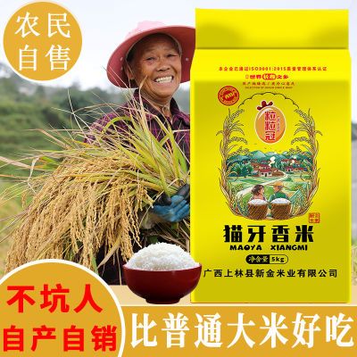【一级】广西猫牙大米2023年新丝苗香米超长粒生态象牙晚稻油粘米