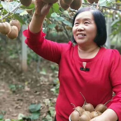 农户自销眉县徐香猕猴桃,现摘现发只卖鲜果猕猴桃,绿心奇异果时令