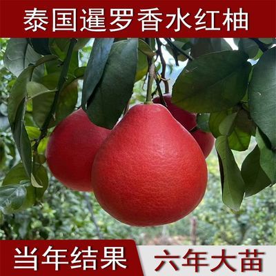 泰国暹罗香水红柚三红柚嫁接苗柚子树新品种南方种植红心果树大果