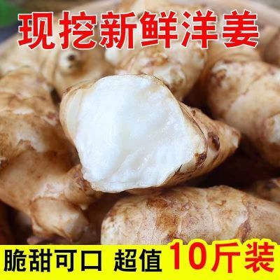 洋姜新鲜现挖野生姜鬼子姜野菊芋不辣姜农家可腌制酱菜泡菜白皮