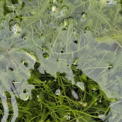 海缸羽毛藻海缸高等藻净化有效吸收降低海缸no3po4海藻缸专
