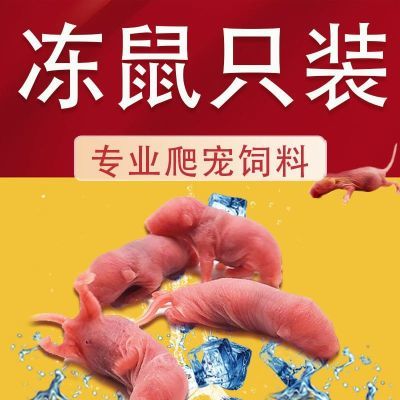 冷冻小白鼠只装乳鼠红皮喂蛇无菌小白鼠喂猫龟角蛙蜥蜴爬虫