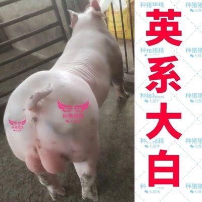 猪种精厂家直销大白长白杜洛克黑金刚巴克夏太湖纯猪种精特大型