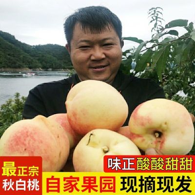 团购丹东河口秋白桃新鲜小毛桃红心酸甜脱骨孕妇当季水果一整箱