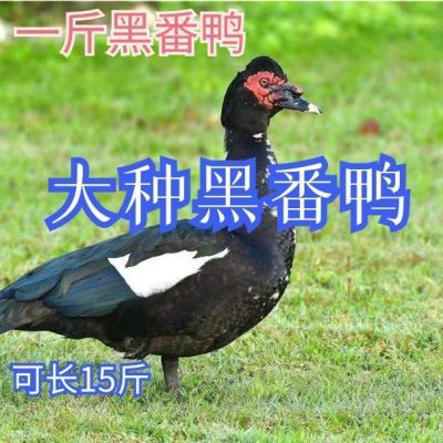 一斤纯种黑番鸭活苗正宗红脸番鸭苗大种西洋鸭旱鸭火鸭散养小鸭苗