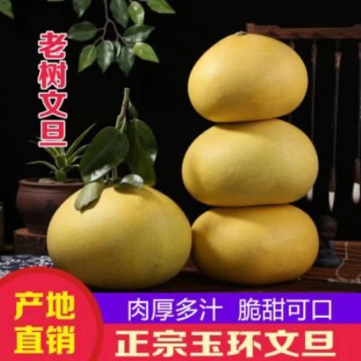 【鲜甜多汁】正宗玉环文旦柚大果自家45老树高品质种植现摘文旦