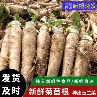 软化菊苣根金玉兰菜黄芽球菊苣根蔬菜根活苗新鲜正宗