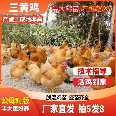 正宗三黄鸡半大鸡苗半斤高产蛋散养土鸡农家活的自养优质新鲜公鸡