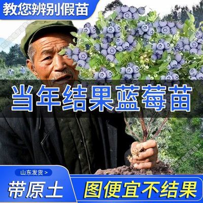 【活动中】蓝莓苗果树苗盆栽地栽阳台庭院南方北方三月后带花带果