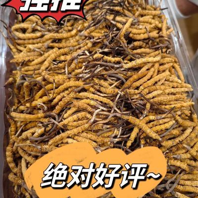 【整草特促】正品野生虫草新鲜头期礼盒非鲜草西藏那曲青海玉树