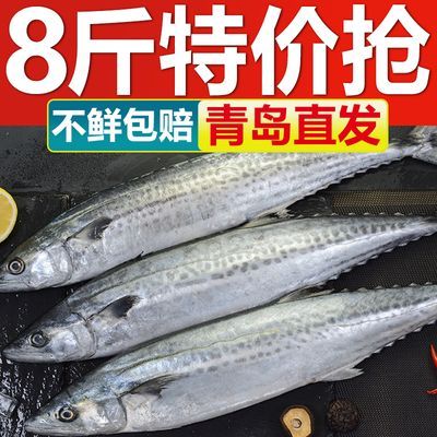 【海捕鲅鱼】新鲜青岛鲅鱼一整箱批发鲜活直邮冷冻马鲛鱼青占鱼