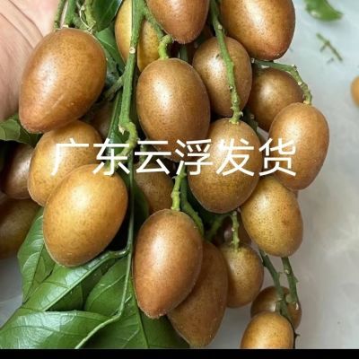 买二送一正品鸡心黄皮苗,无核冰糖嫁接果树苗大果庭院南方种植