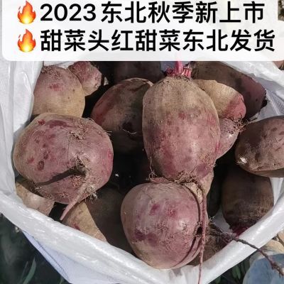 【东北甜菜根】2023东北新采摘甜菜根新鲜红甜菜甜菜头榨汁凉拌