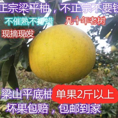 梁平柚重庆特产当季水果麻柚平顶柚现摘发货原味新鲜梁山柚