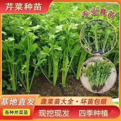 四季小香芹种子种籽孑苗大芹菜根苗蔬菜菜苗苗子秧苗籽种批发大全