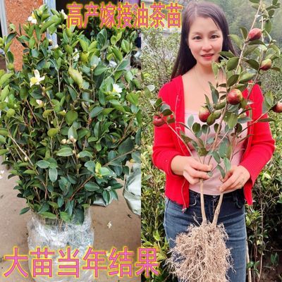 江西长林高产嫁接油茶苗杂交良种油茶树苗白花红皮中大果薄皮茶子