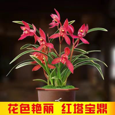 【首单直降】四季金边兰花苗浓香型室内矮种四季花卉植物盆栽正品