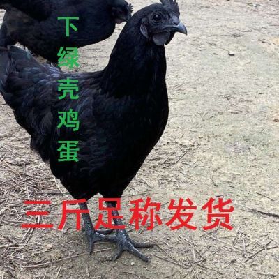 下蛋鸡黑鸡五黑鸡下绿壳蛋成年鸡青年鸡散养鸡母鸡正品纯种乌鸡【15天内发货】