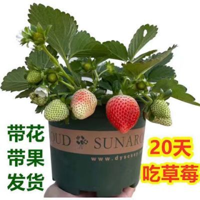 四季草莓带花带果加仑盆带土盆栽当年结果阳台耐寒食用草莓苗盆栽